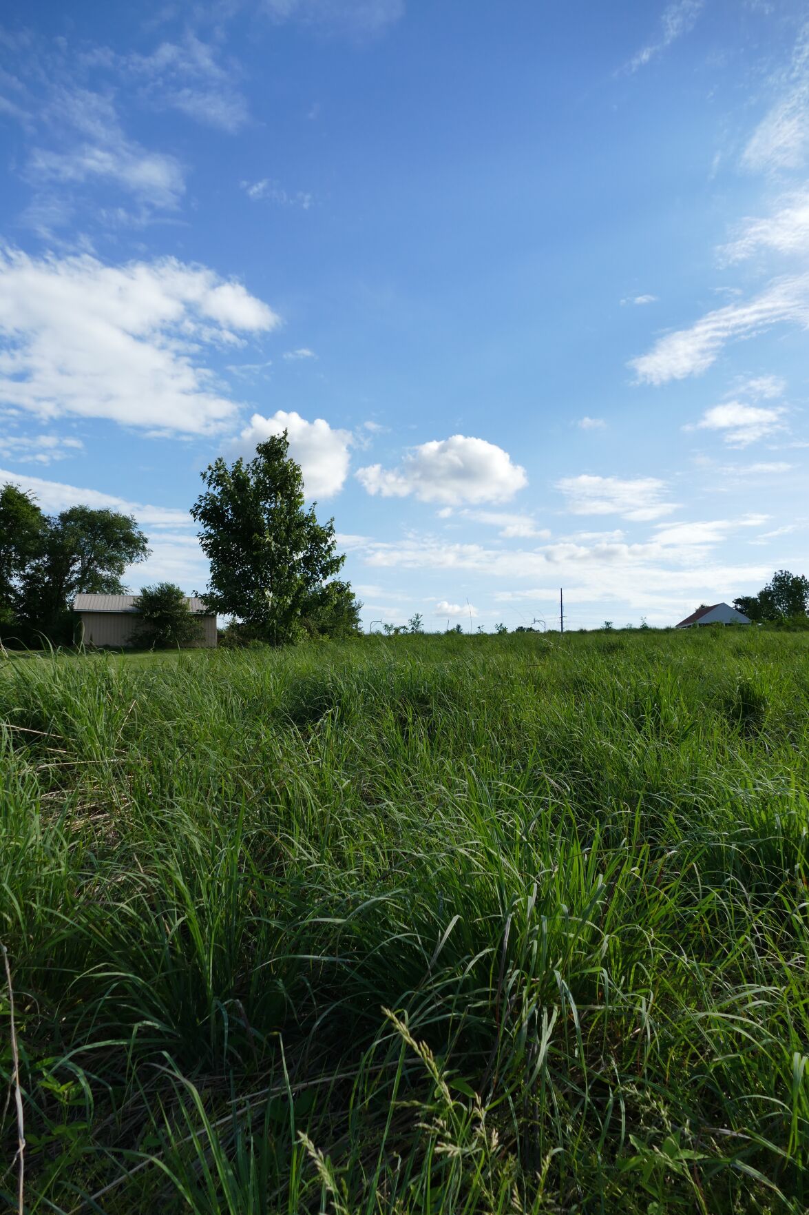 First Presbyterian Church Arboretum native grass field